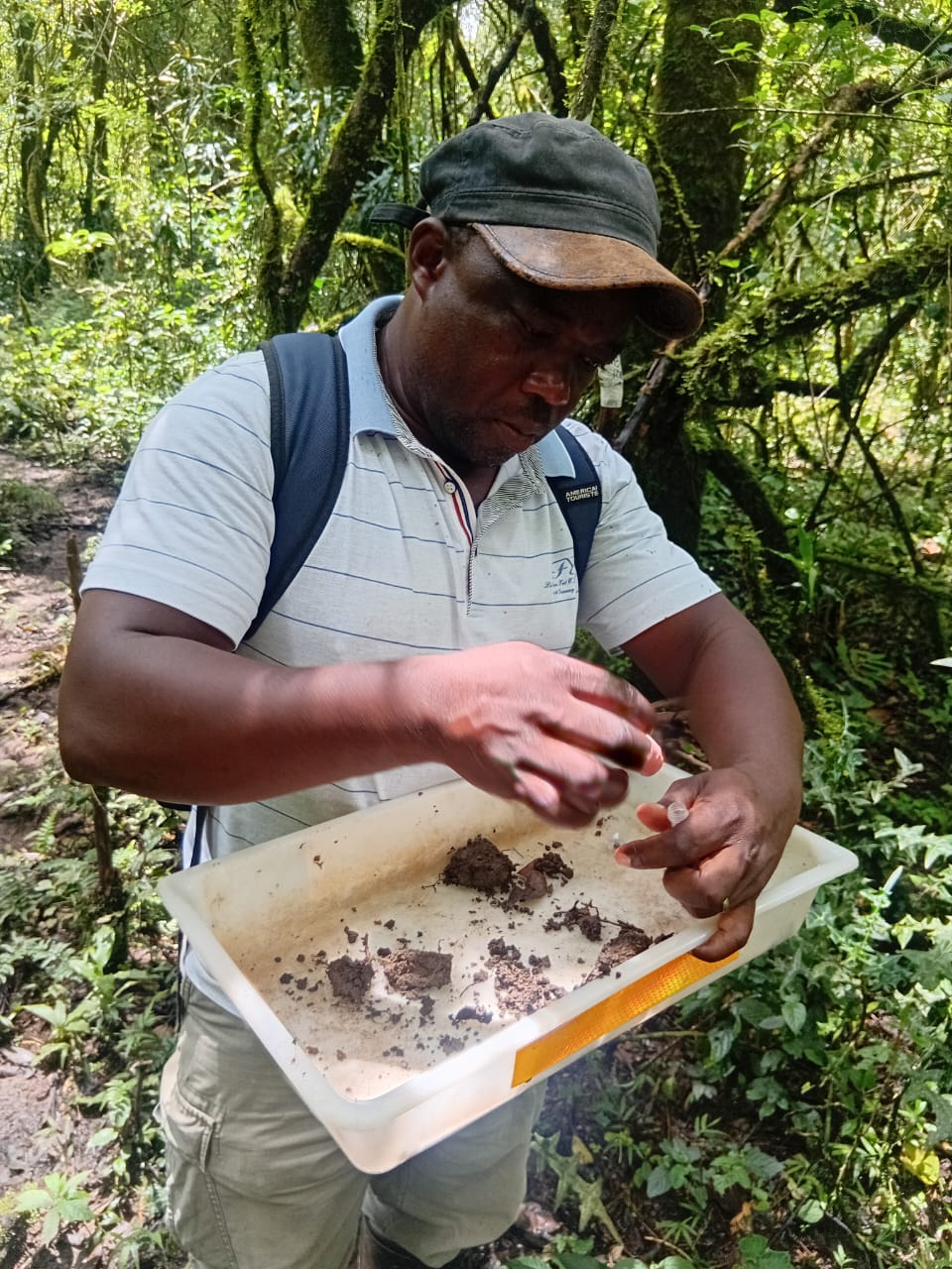 Close-up of ants on the forest floor among root litter