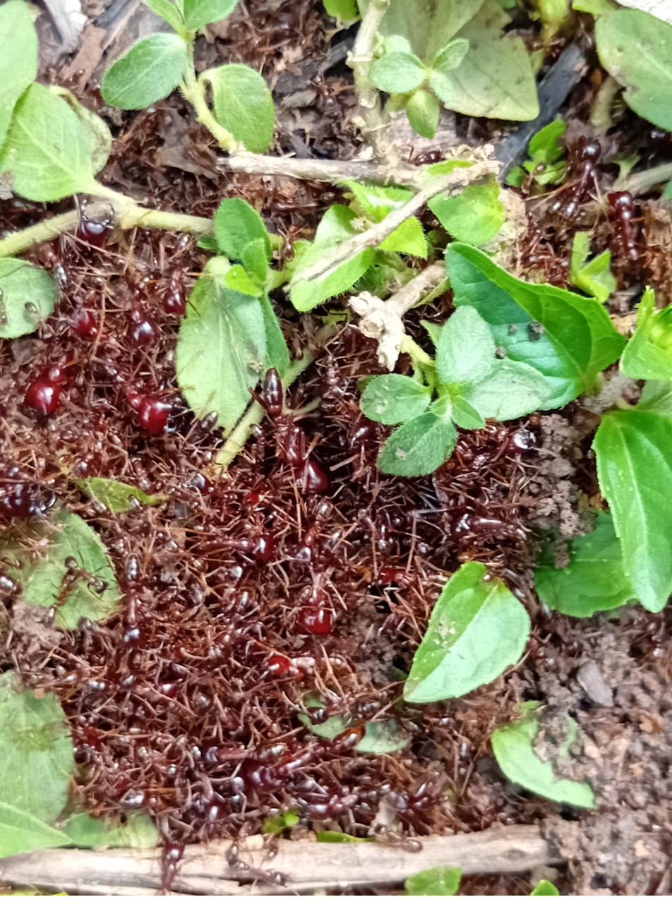 Setting up sampling stations on a forest trail
