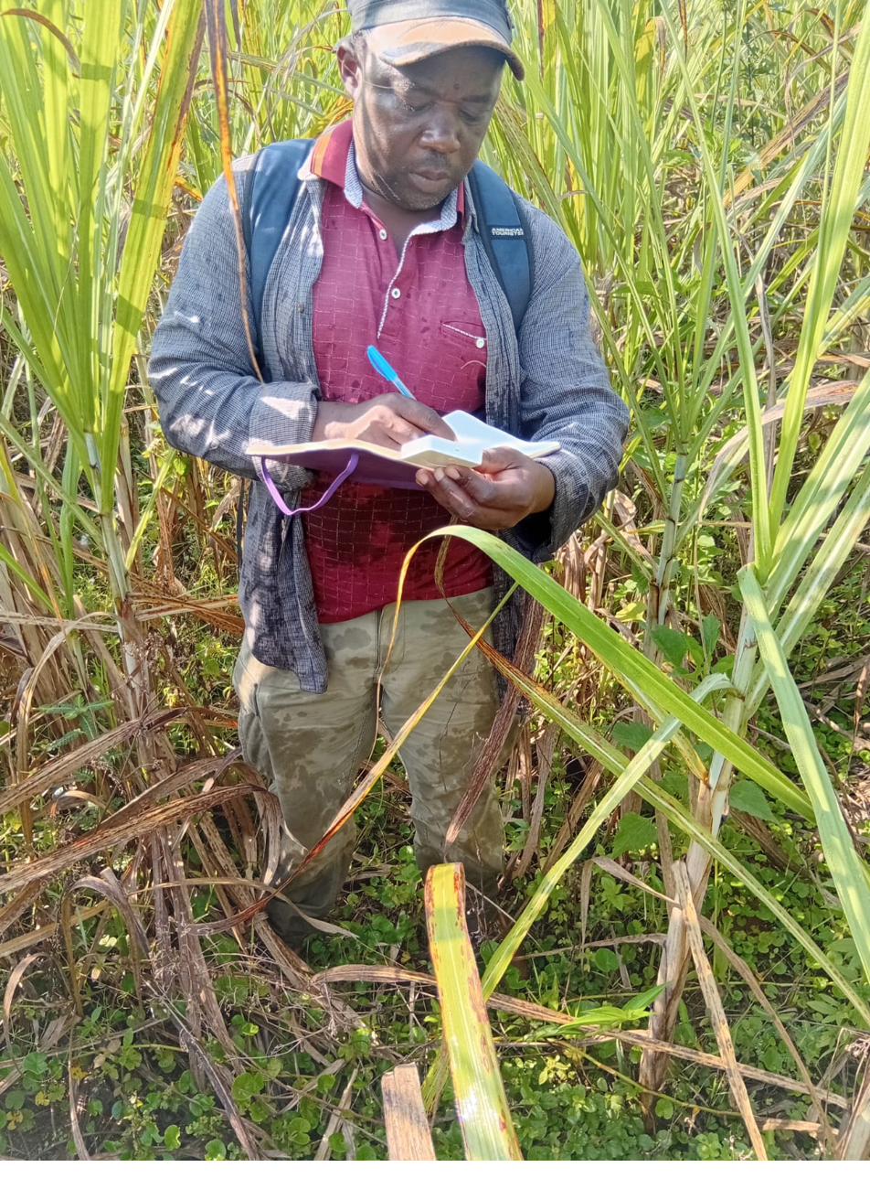 Researchers in lab coats observing collected ants in a tray